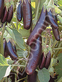 Solanum melongena 'Little Fingers'